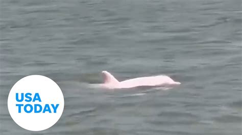 pink dolphin casino owner|Pink Dolphin Casino Nustar .